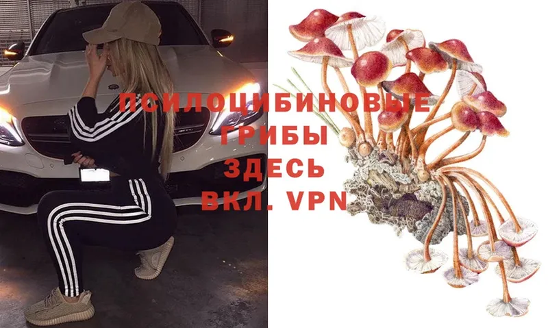 Псилоцибиновые грибы Magic Shrooms  Гаврилов-Ям 